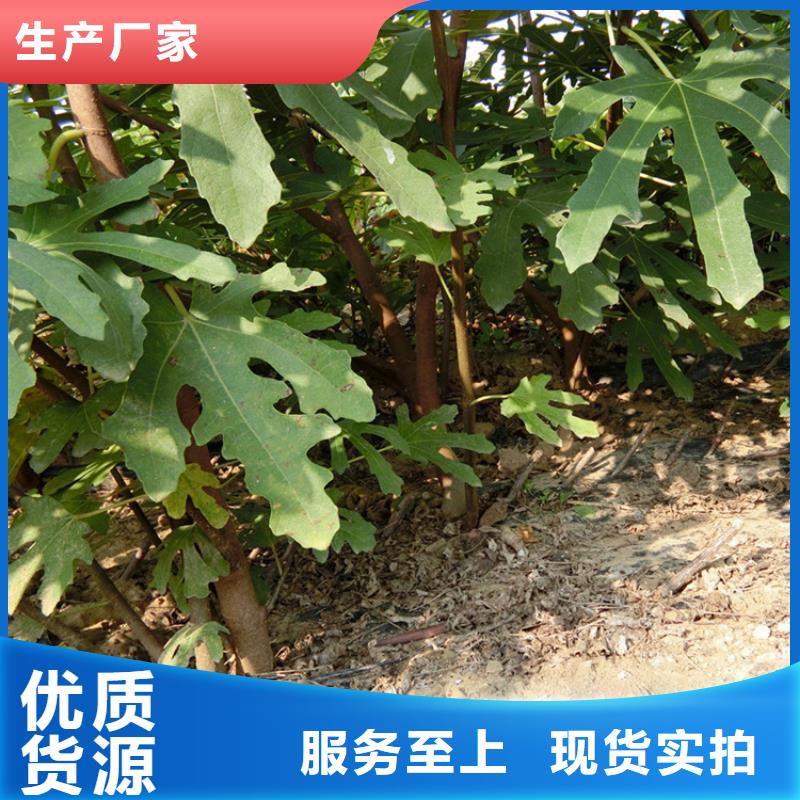 源頭廠(chǎng)家直供，無(wú)花果桃樹(shù)苗支持來(lái)圖定制，網(wǎng)絡(luò)銷(xiāo)售開(kāi)啟新篇章